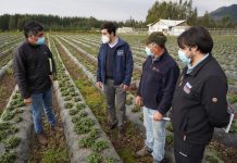 productores de frutillas afectados por plaga