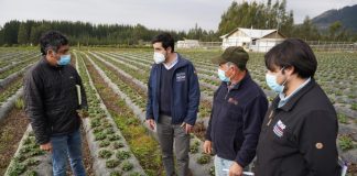 productores de frutillas afectados por plaga