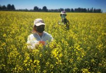 productores de semilla de raps Los Ángeles