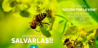 ABEJAS Campaña Acción por la Vida