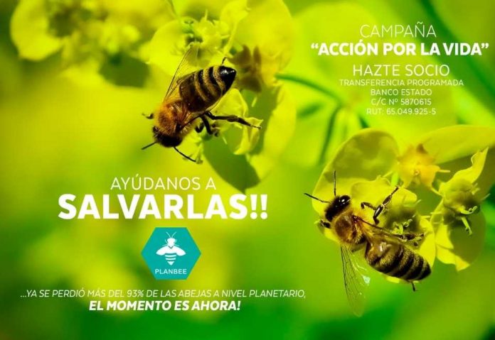 ABEJAS Campaña Acción por la Vida