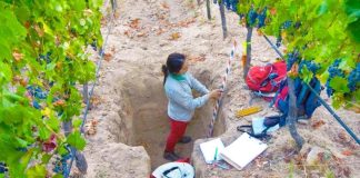 Agronomía UdeC participará en Simposio Internacional de Geociencias, Viticultura y Vino - IGVWS2022