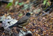 Bajar la huella ecológica disminuiría impacto del Cambio Climático en biodiversidad chilena