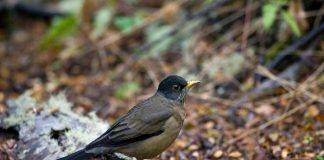 Bajar la huella ecológica disminuiría impacto del Cambio Climático en biodiversidad chilena