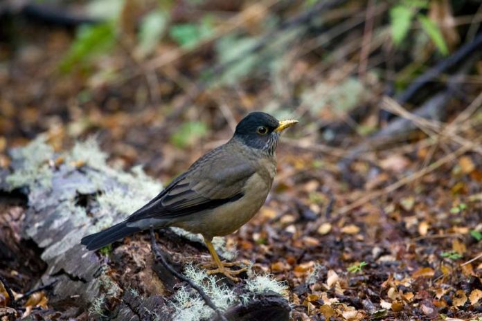 Bajar la huella ecológica disminuiría impacto del Cambio Climático en biodiversidad chilena