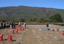 Capacitan a productores de papa de la provincia de Arauco para aumentar productividad