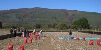 Capacitan a productores de papa de la provincia de Arauco para aumentar productividad