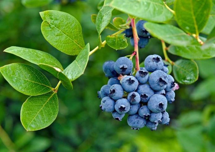 Estimación de exportaciones de arándanos chilenos a la baja
