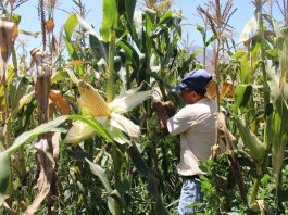 Estudio sobre la genética del maíz tradicional en Chile