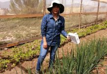 INIA libera insectos benéficos para control de plagas en huertos agroecológicos de La Serena