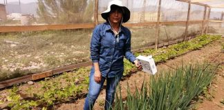 INIA libera insectos benéficos para control de plagas en huertos agroecológicos de La Serena
