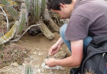 Investigan influencia del pingüino de Humboldt sobre presencia de elementos de tierras raras en suelos donde anidan estas especies