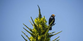 La planta endémica que floreció en Parque Tricao y puede tardar hasta 20 años en reaparecer