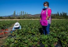 Ministerio de Agricultura anuncia nuevas medidas para apoyar a productores de frutillas afectados por plaga 