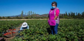 Ministerio de Agricultura anuncia nuevas medidas para apoyar a productores de frutillas afectados por plaga 