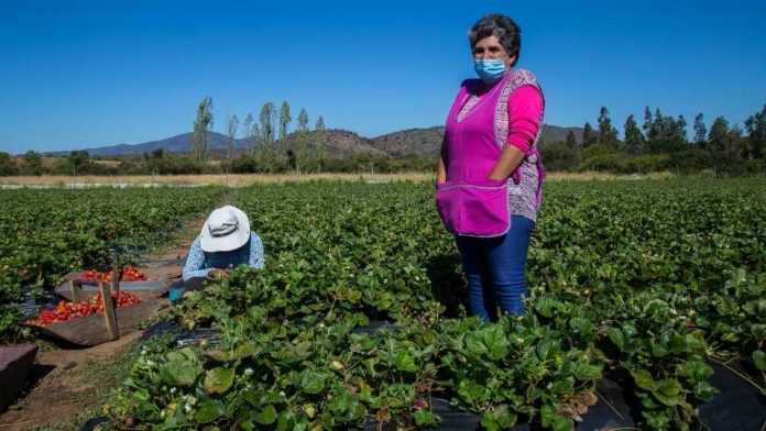 Ministerio de Agricultura anuncia nuevas medidas para apoyar a productores de frutillas afectados por plaga 