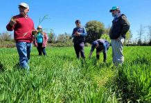 Productores de trigo candeal de Indap