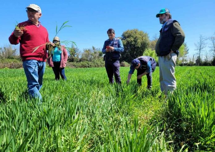 Productores de trigo candeal de Indap