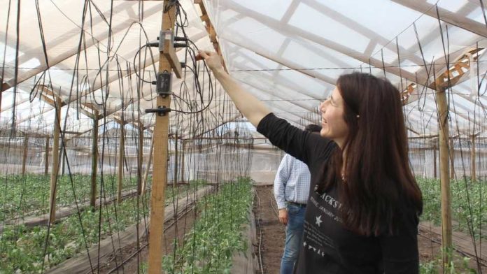 Productores monitorean digitalmente el clima de sus invernaderos