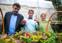 SAG autoriza primera partida de plantas de frutillas tratadas y libres de nematodo