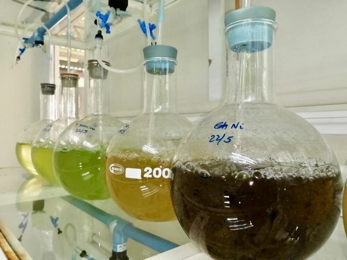 microalgas_FIA_3