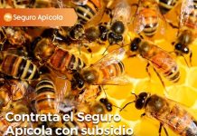 seguro con subsidio estatal de Agroseguros para proteger colmenas y abejas