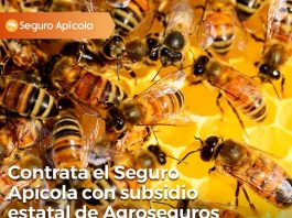 seguro con subsidio estatal de Agroseguros para proteger colmenas y abejas