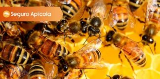 seguro con subsidio estatal de Agroseguros para proteger colmenas y abejas