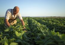 “Agricultura Inteligente”: La automatización llega a la industria local para hacer frente a la sequía estival