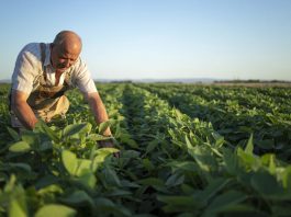 “Agricultura Inteligente”: La automatización llega a la industria local para hacer frente a la sequía estival