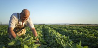 “Agricultura Inteligente”: La automatización llega a la industria local para hacer frente a la sequía estival