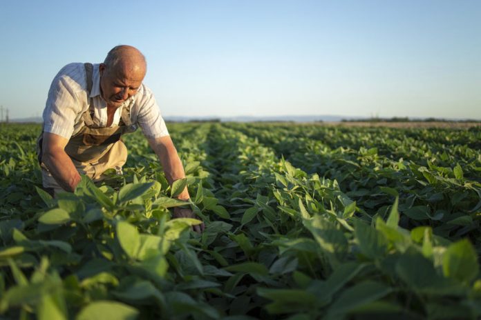 “Agricultura Inteligente”: La automatización llega a la industria local para hacer frente a la sequía estival
