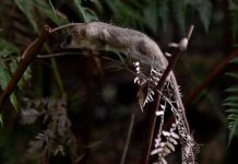 Arauco aumenta ambición Ser NATURE NET POSITIVE, con foco en agua, biodiversidad y carbono