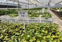 Camote más austral del mundo se estudia en Chile