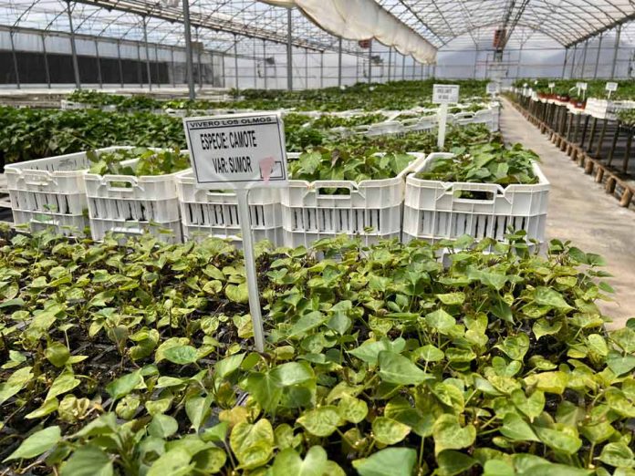 Camote más austral del mundo se estudia en Chile