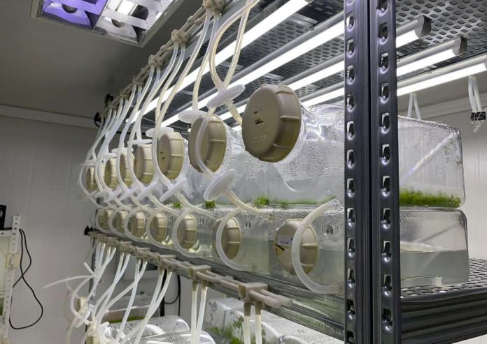Científicos elaboran bioinsumo antifúngico a partir multiplicación de plantas nativas chilenas