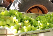 Cómo avanza la fruticultura de Ñuble tras la crisis logística y los eventos climáticos
