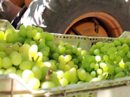 Cómo avanza la fruticultura de Ñuble tras la crisis logística y los eventos climáticos