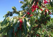 Con prácticas agrícolas sustentables y de adaptación al cambio climático potenciarán la producción de cerezas en Región de O’Higgins