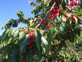 Con prácticas agrícolas sustentables y de adaptación al cambio climático potenciarán la producción de cerezas en Región de O’Higgins