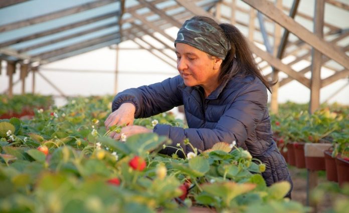 Convenio INDAP-Unimarc un centenar de productores de hortalizas se capacita en higiene e inocuidad