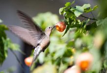 DÍA DE LA FAUNA CHILENA | "Cambio de uso de suelo es el principal factor de amenaza a las especies silvestres"