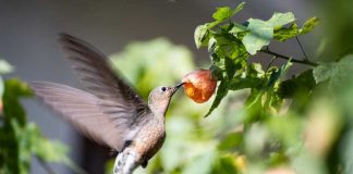 DÍA DE LA FAUNA CHILENA | "Cambio de uso de suelo es el principal factor de amenaza a las especies silvestres"