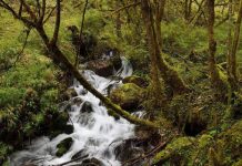 HP y WWF amplían sus esfuerzos en beneficio de los bosques vitales del mundo