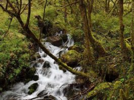 HP y WWF amplían sus esfuerzos en beneficio de los bosques vitales del mundo