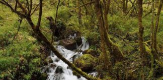 HP y WWF amplían sus esfuerzos en beneficio de los bosques vitales del mundo