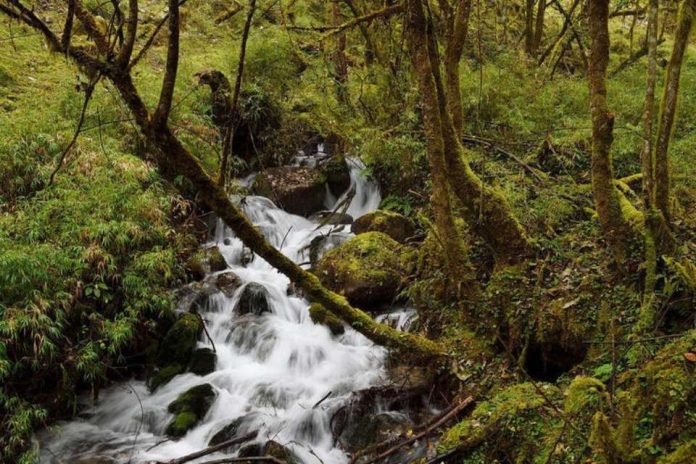 HP y WWF amplían sus esfuerzos en beneficio de los bosques vitales del mundo