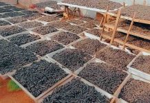 Harina de acacia diversificación saludable para la industria panadera