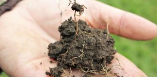 INIA define a la agroecología como lineamiento estratégico en I+D y extensión