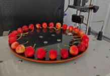 Investigadores de Agronomía UdeC comienzan evaluación de las primeras cosechas de cerezas Corazón de Paloma de Quillón